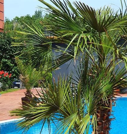 Apartament Cacao Residence Słoneczny Brzeg Zewnętrze zdjęcie